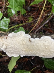 Byssomerulius corium