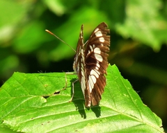 Neptis rivularis