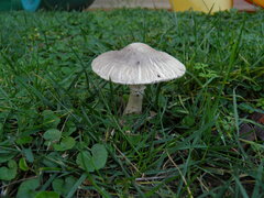 Leucoagaricus carneifolius