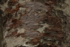 Phellinus laevigatus