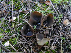 Peziza phlebospora