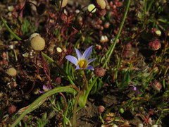 Romulea tabularis