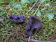 Galactinia saniosa