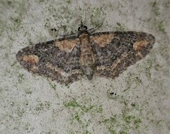 Pasiphilodes testulata