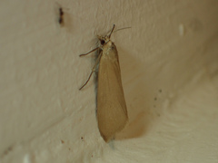 Scirpophaga