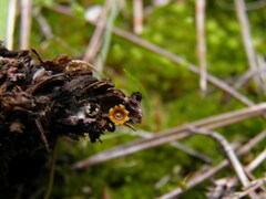 Sphaerobolus stellatus