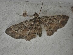 Pasiphilodes testulata