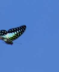 Graphium macfarlanei