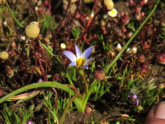 Romulea tabularis
