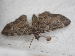 Pasiphilodes testulata