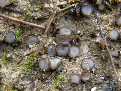 Trichophaea woolhopeia