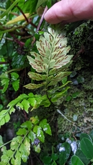 Asplenium cuneatiforme