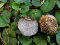 Tuber gennadii