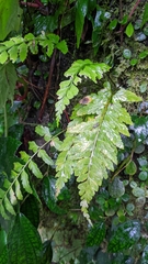Asplenium cuneatiforme