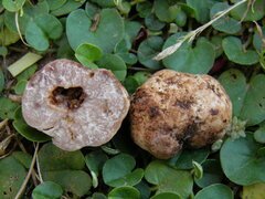 Tuber oligospermum
