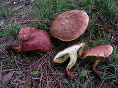 Xerocomellus redeuilhii