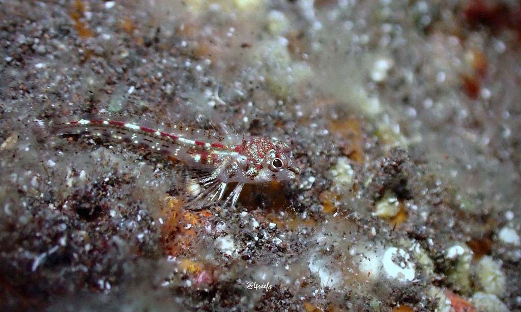 Hooded Triplefin