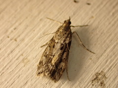 Eudonia submarginalis