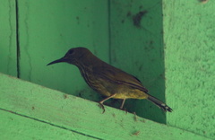 Kurochkinegramma hypogrammicum