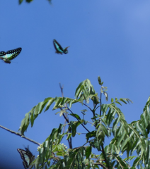 Graphium macfarlanei