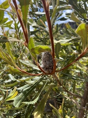 Banksia ornata