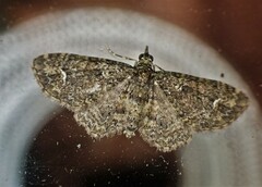 Pasiphilodes testulata