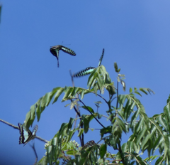 Graphium macfarlanei