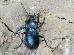 Carabus obsoletus