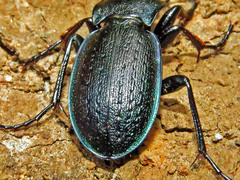 Carabus obsoletus