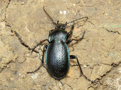 Carabus obsoletus
