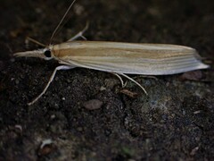 Orocrambus