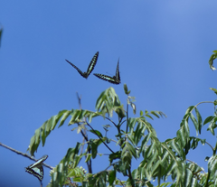 Graphium macfarlanei