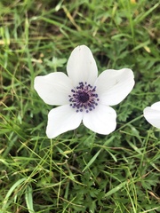 Anemone coronaria