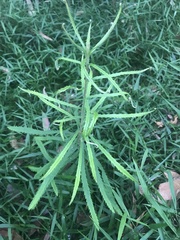 Banksia spinulosa