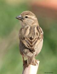 Passer hispaniolensis