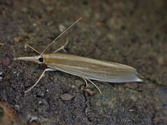 Orocrambus