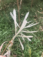 Banksia spinulosa