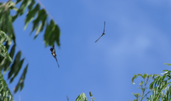 Graphium macfarlanei