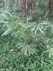 Banksia spinulosa