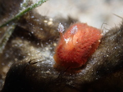 Madrella ferruginosa