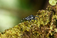Phiale guttata