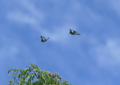 Graphium macfarlanei