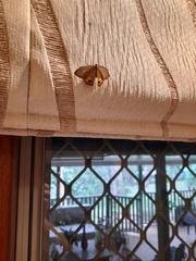 Hypocysta pseudirius