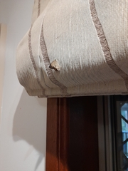 Hypocysta pseudirius