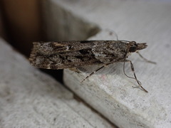 Eudonia submarginalis