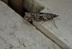 Eudonia submarginalis