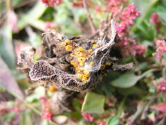 Arachnopeziza aurelia