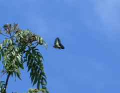 Graphium macfarlanei