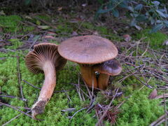 Chroogomphus mediterraneus