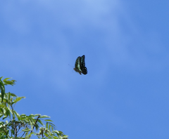 Graphium macfarlanei